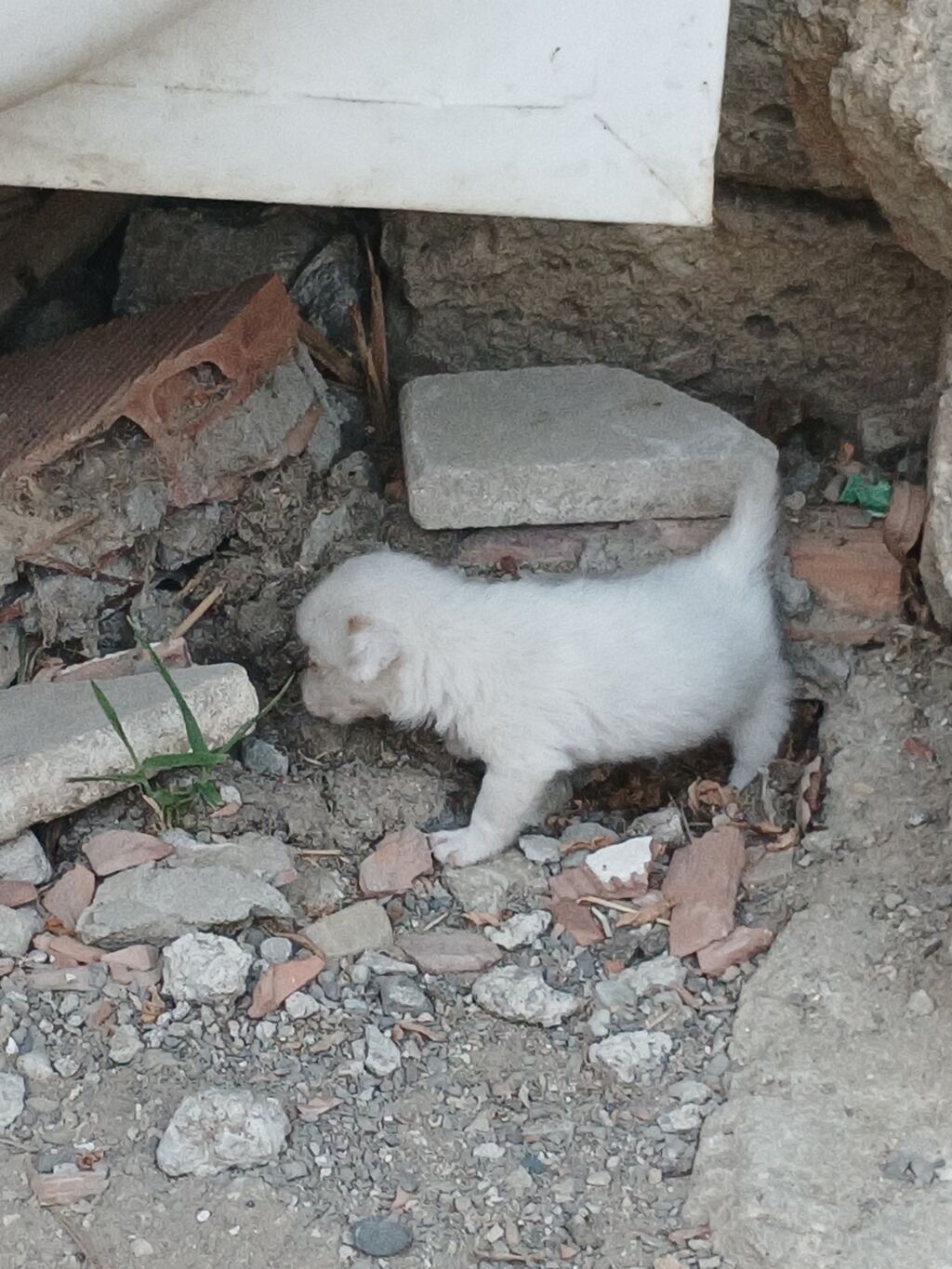 1 ay, Erkək — Heyvanlar, Novxanı (2)