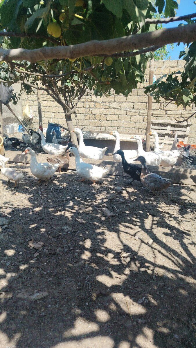 Pekin ördəkləri — Quşlar, Bakı (2)