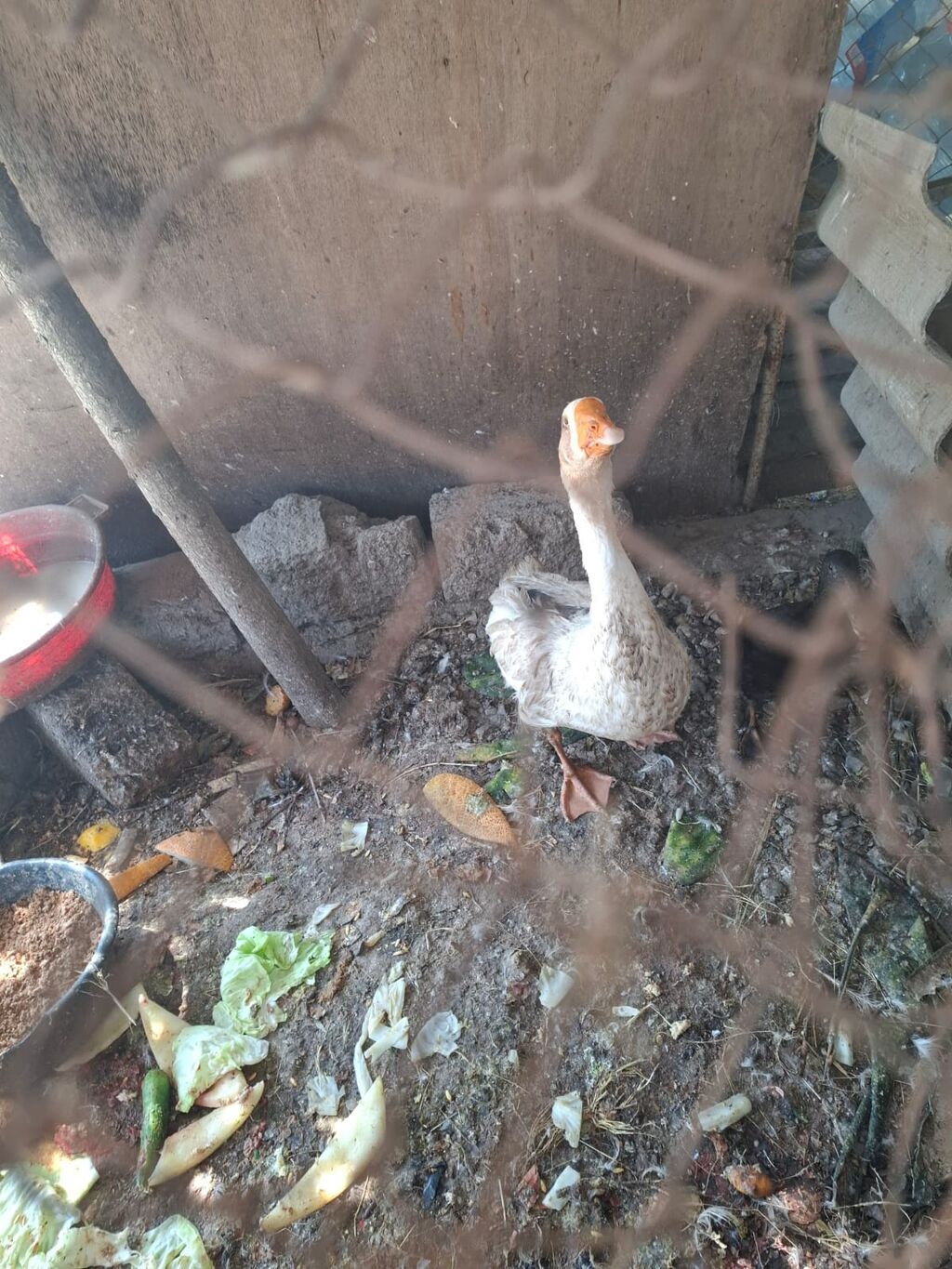 Qazlar satılır – 2 baş (ağ və boz rəngli) - Növ: ev qızı (qaz) — Heyvanlar, Bakı (2)