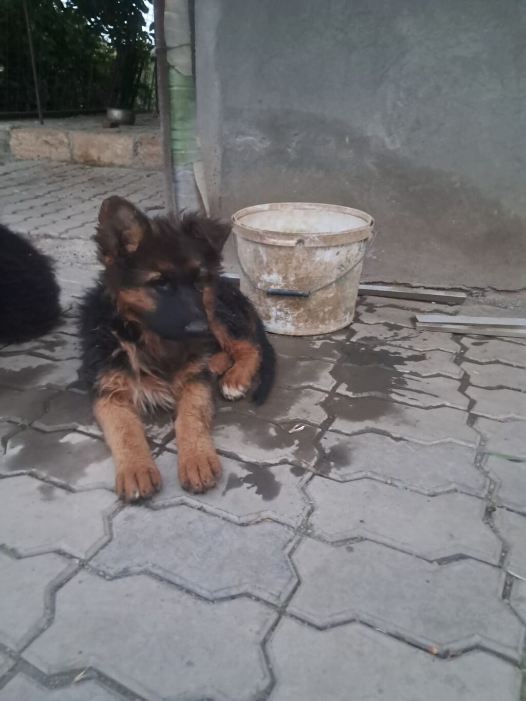 Alman çoban iti, 2 ay, Dişi, Peyvəndli, Ünvandan götürmə — Heyvanlar, Gəncə (2)