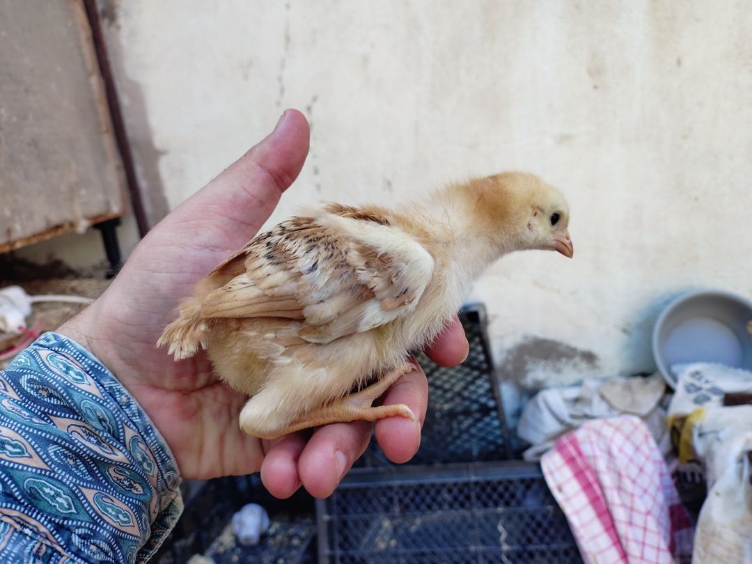 Cücə — Quşlar, Bakı (3)