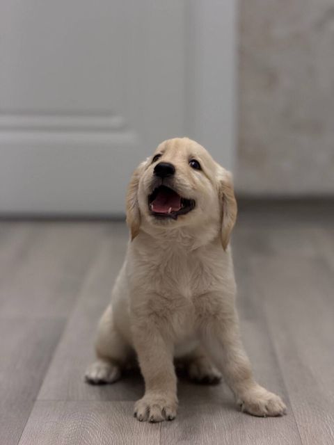 Golden Retriver — Bakı