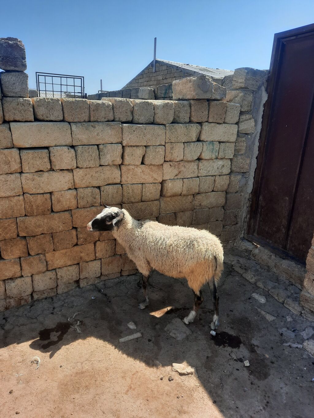 Dişi, il: 1, Ətlik — Heyvanlar, Mehdiabad