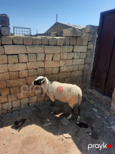 Dişi, il: 1, Ətlik — Mehdiabad