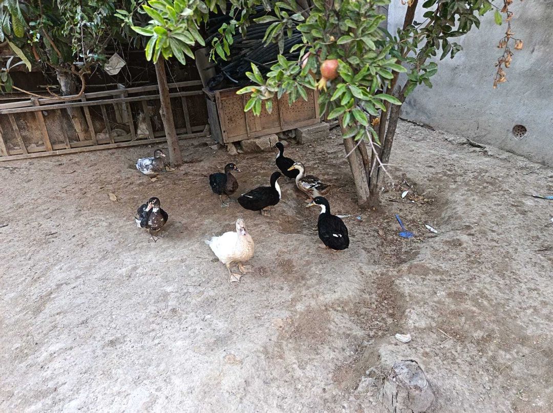Ördəklər — Quşlar, Sumqayıt (2)