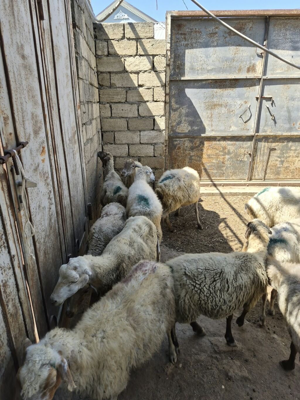 Qoyun sürüsü satılır - Növ: yerli qarabaş/qoyun mixi (ağ və tünd — Heyvanlar, Mehdiabad (3)