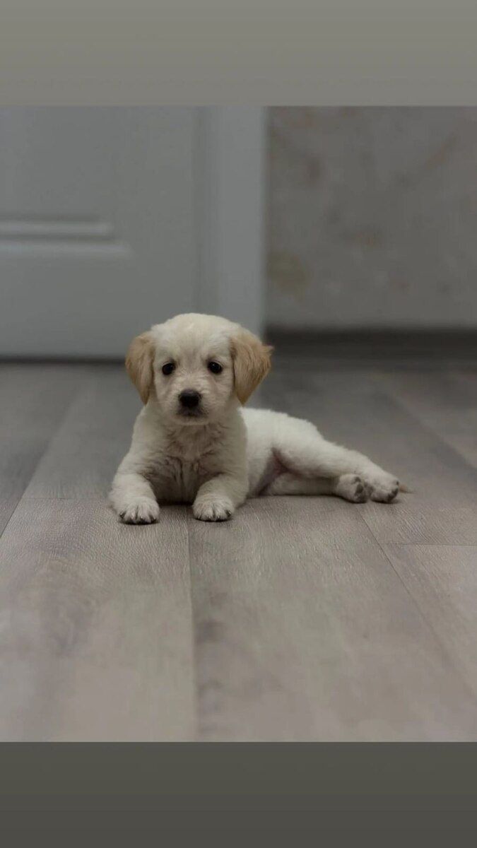 Golden Retriver — Heyvanlar, Bakı (5)