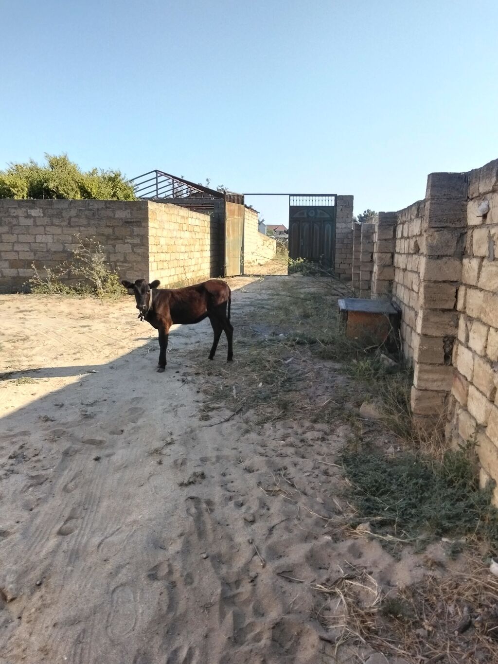 Satılır: 5 ayliq dışı anqus - Cins: yerli qarışıq (qara-qəhvəyi — Heyvanlar, Digah (2)