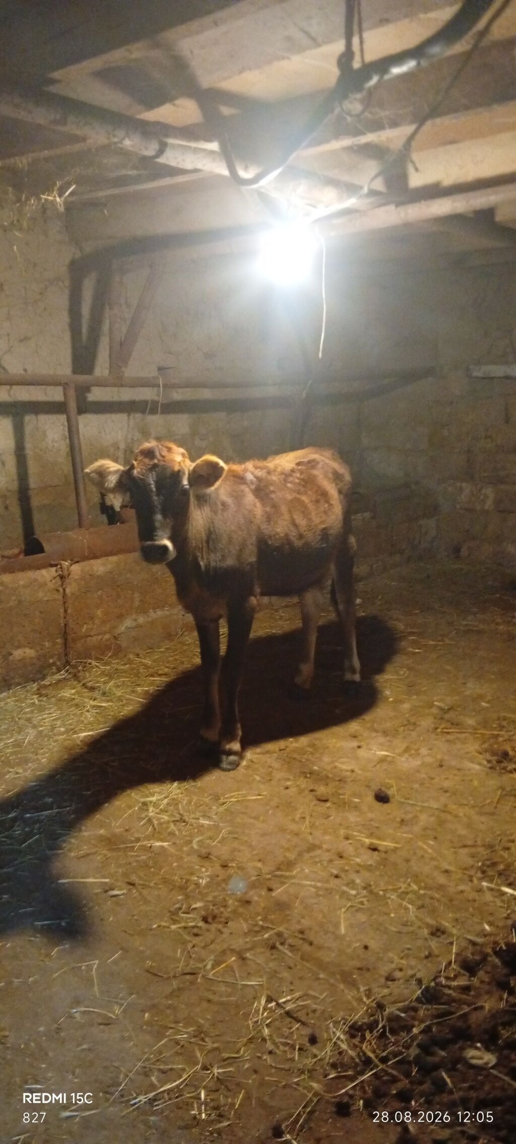1ci balasıdi dişi bala 5litrdən çox süd verib indi balası böyüyüb deyə — Heyvanlar, Qobustan (6)