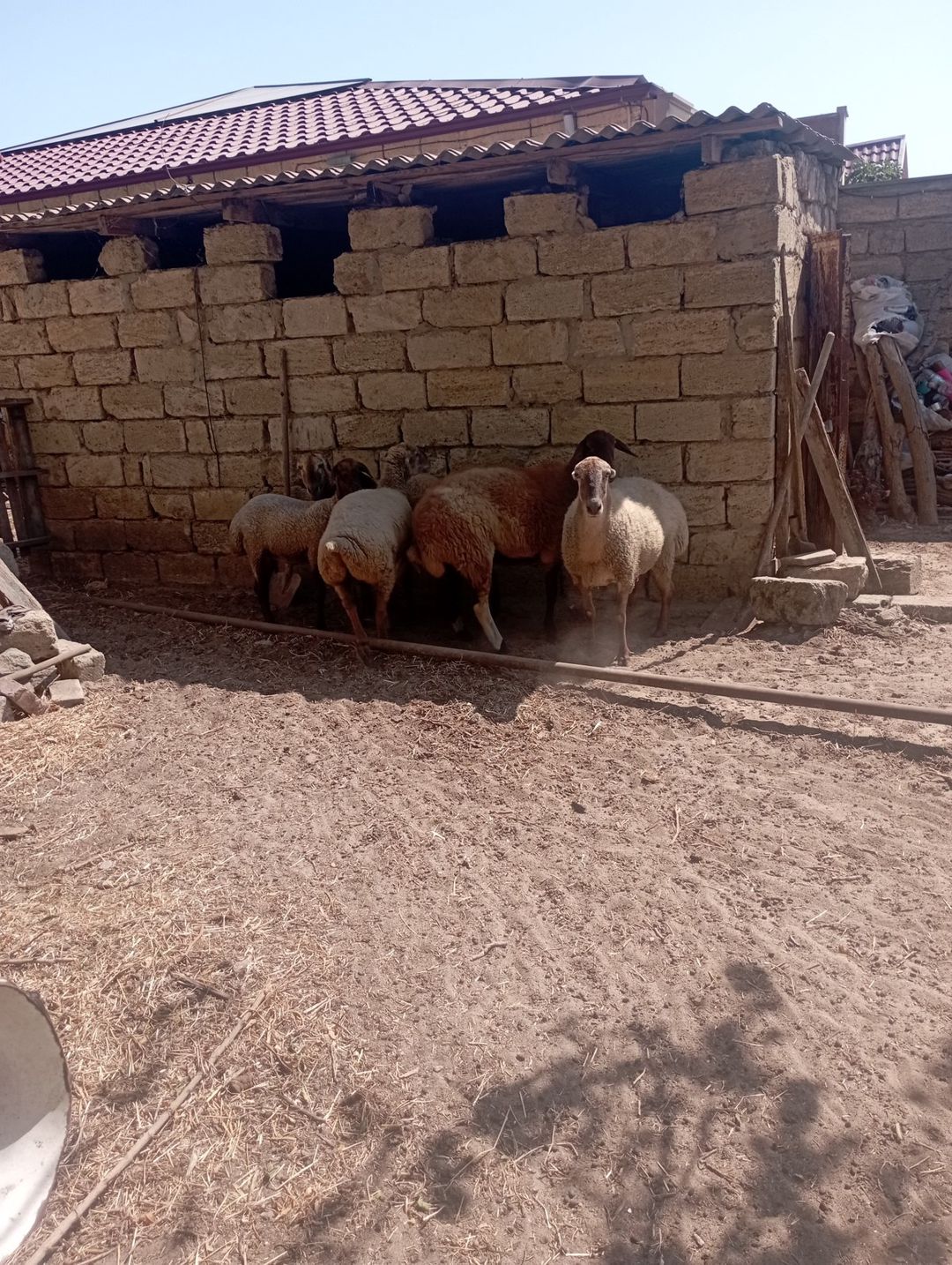 Qoyunlar — Heyvanlar, Bakı (5)