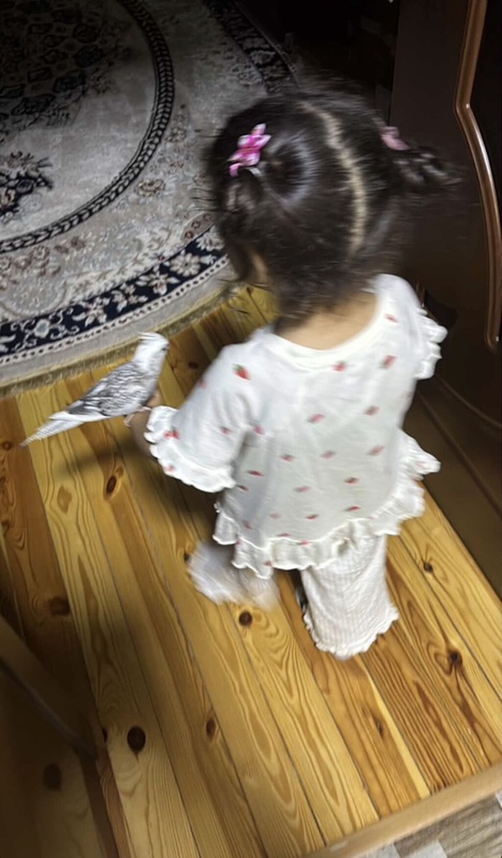 Korella erkək, 8 aylıq tam rucnoy, dişləmir, kəndirə öygəşilmiş — Quşlar, Gəncə (4)