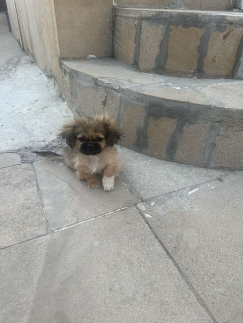 Pekines, 2 ay, Erkək, Ünvandan götürmə — Bakı
