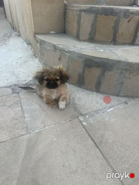 Pekines, 2 ay, Erkək, Ünvandan götürmə — Bakı