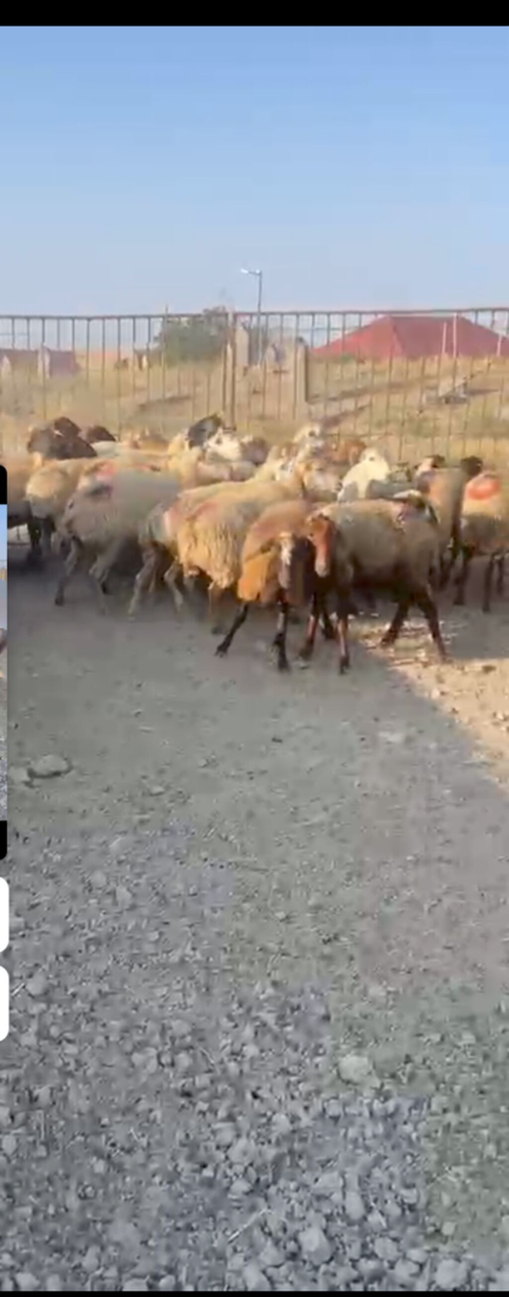 30 Eded qoyundu 1 Eded qoç 15 ededi birinci qarinidi 15 ededi ise — Digər heyvanlar, Şamaxı