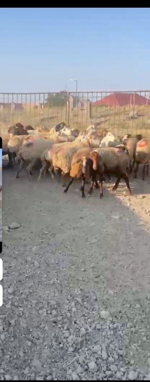 30 Eded qoyundu 1 Eded qoç 15 ededi birinci qarinidi 15 ededi ise — Şamaxı