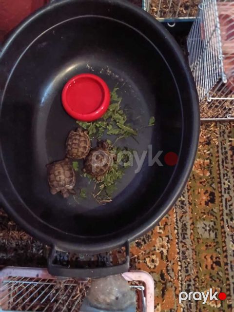Quru tısbağa — Bakı