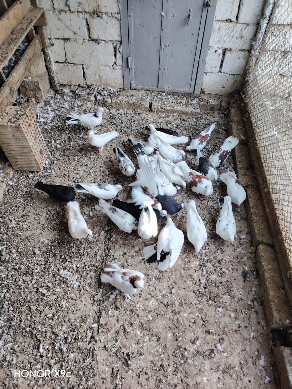 30 dene qusdu tərgitmə heyvanlardi seçilib saxlanılıb Qaradağ rayonu — Quşlar, Qobustan (3)