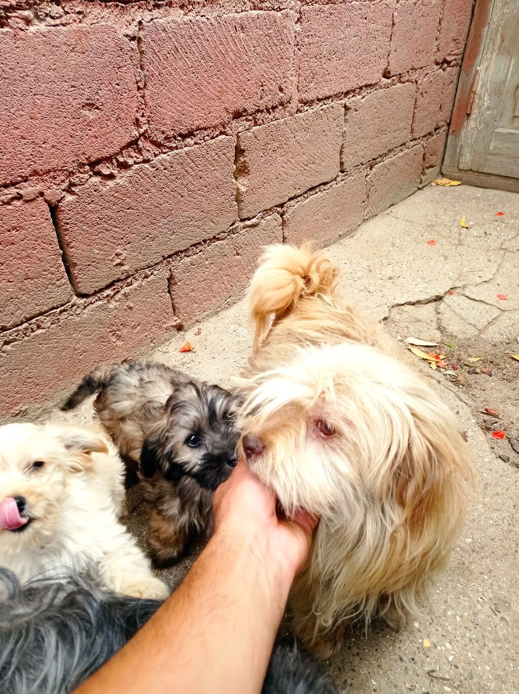 Bolonka, 4 ay, Erkək, Sənədli, Ünvandan götürmə — Heyvanlar, Digah (2)