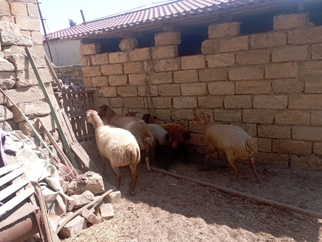 Qoyunlar — Heyvanlar, Bakı (2)