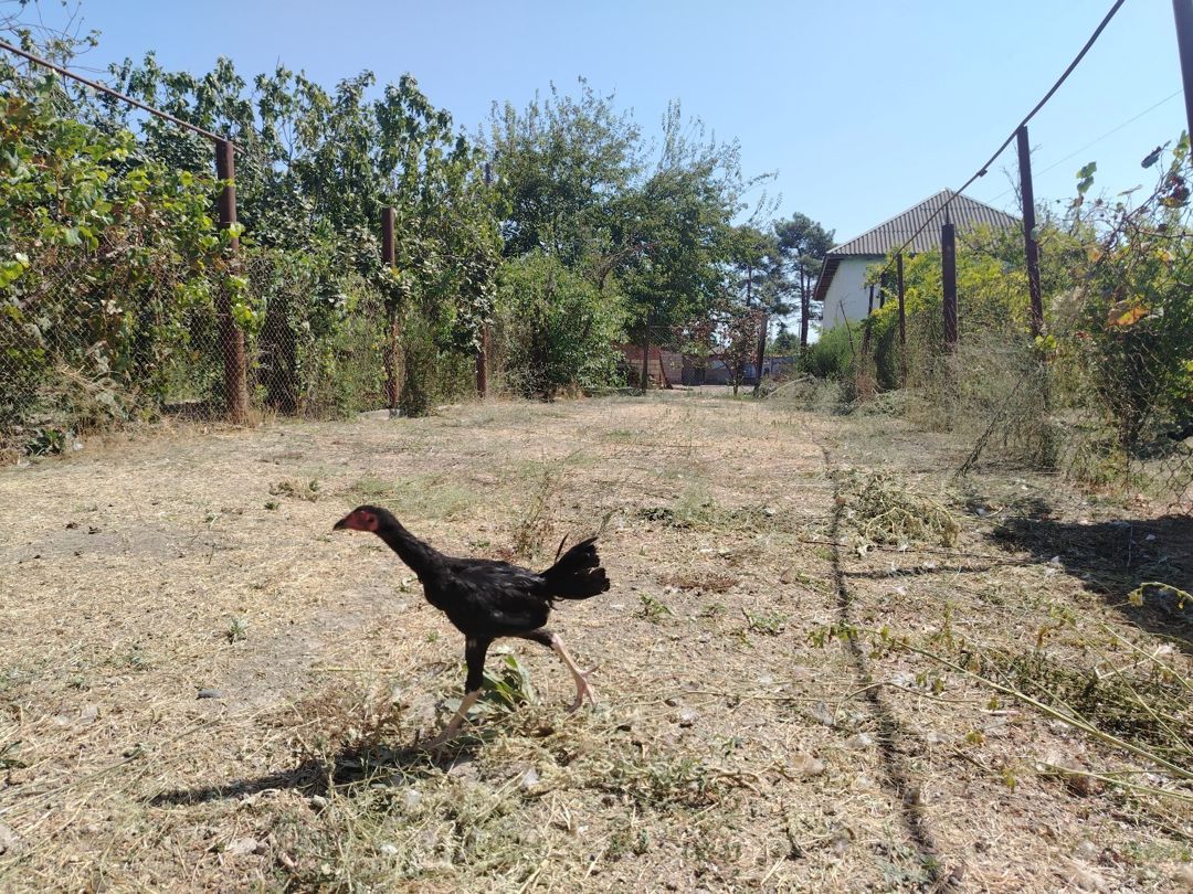 Heyratı — Quşlar, Neftçala (7)