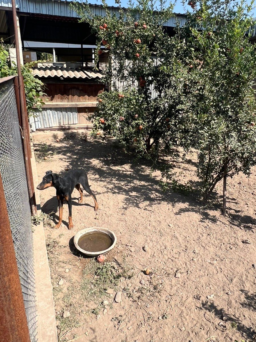 Doberman — Heyvanlar, Bakı (3)
