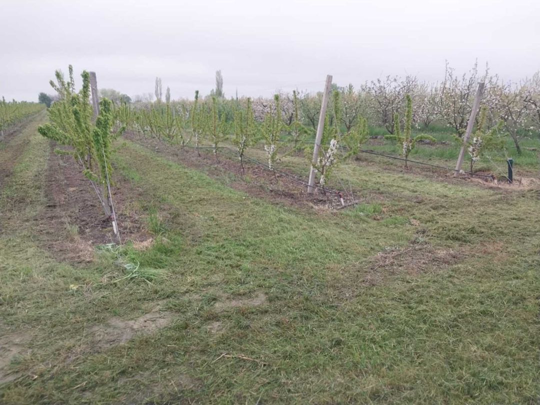 220 sot torpaq sahəsi, Ağyazı kəndi — Torpaq, Xaçmaz (4)