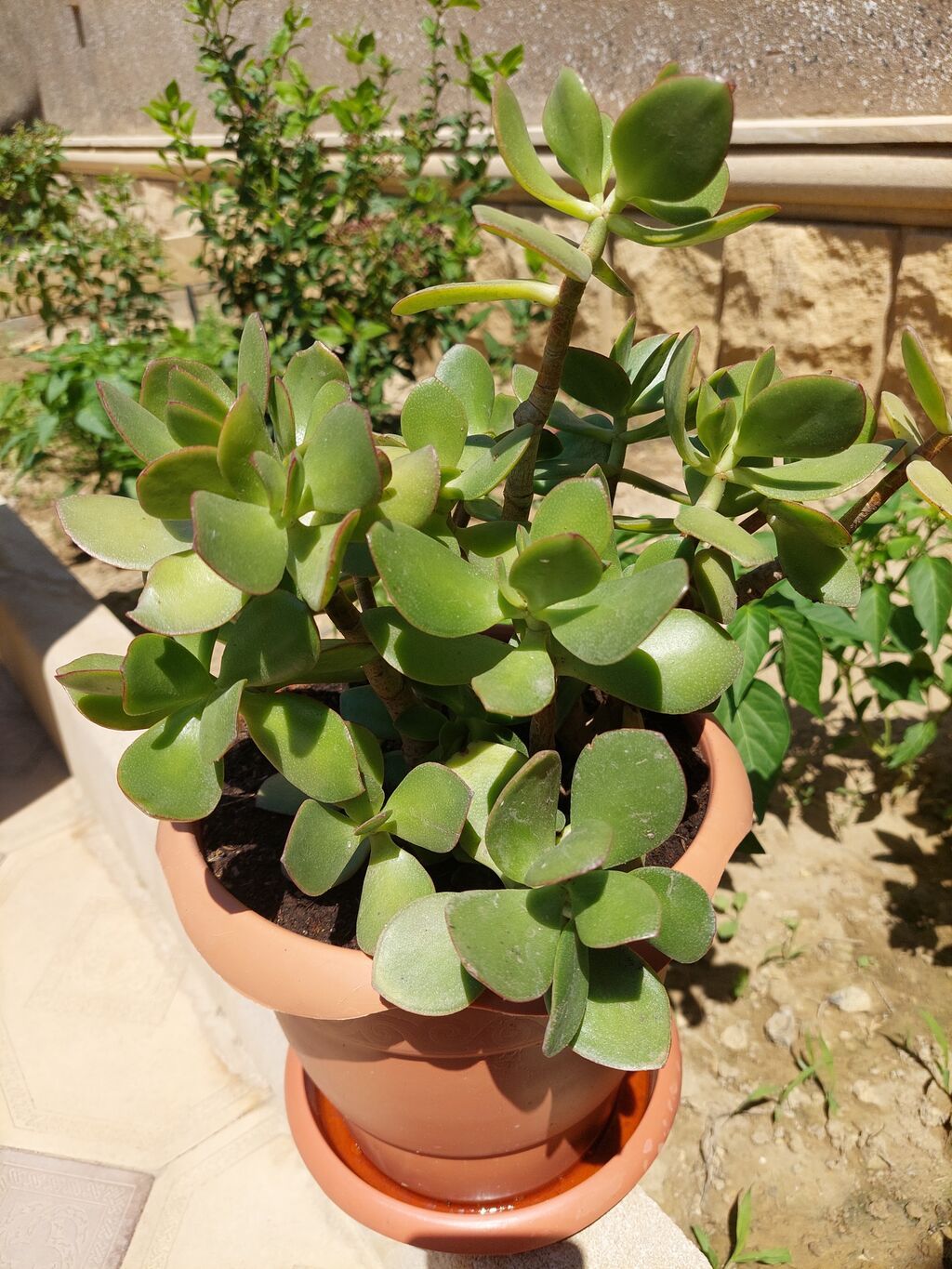 Succulent (Crassula ovata – Pul ağacı) – dekorativ otaq və balkon — Mallar, Bakı