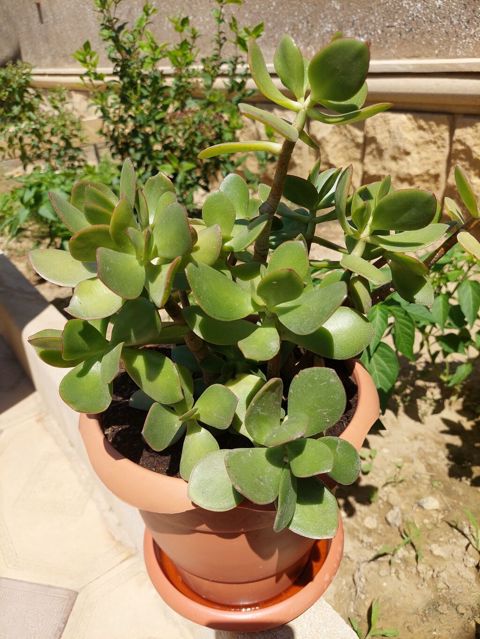 Succulent (Crassula ovata – Pul ağacı) – dekorativ otaq və balkon — Bakı