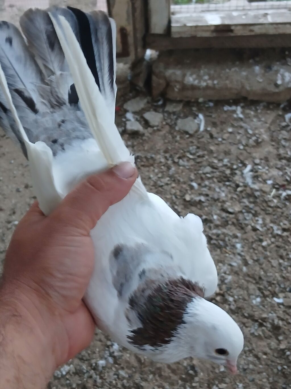 Əbreş boynu güllü ərkeydi tutulmadı sol qanadnın altında zilonkası var — Quşlar, Digah (6)