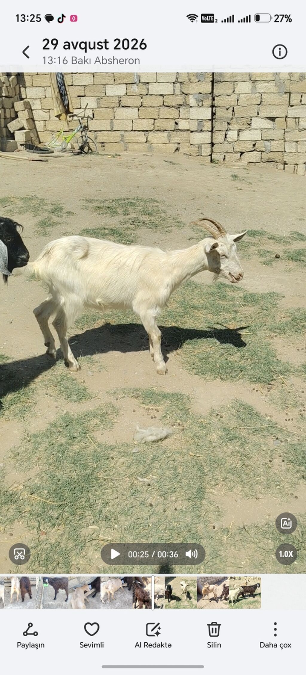 Erkək, il: 1, Damazlıq — Heyvanlar, Xırdalan (4)