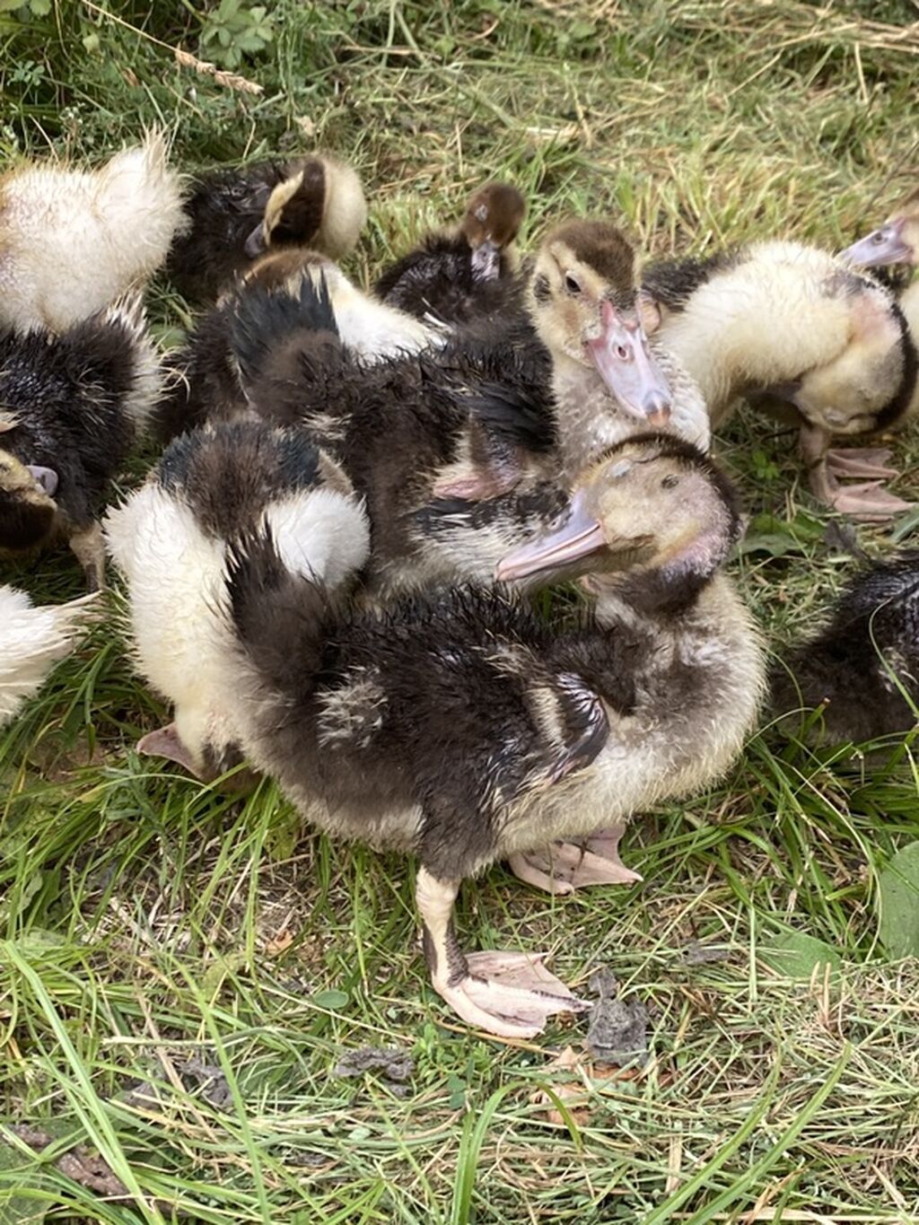 Musk ördəyi (indo duck) cücələri - Cins: Muskoviy (misk ördəyi) — Heyvanlar, İsmayıllı