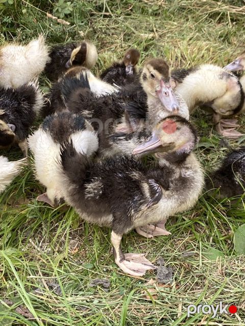 Musk ördəyi (indo duck) cücələri - Cins: Muskoviy (misk ördəyi) — İsmayıllı