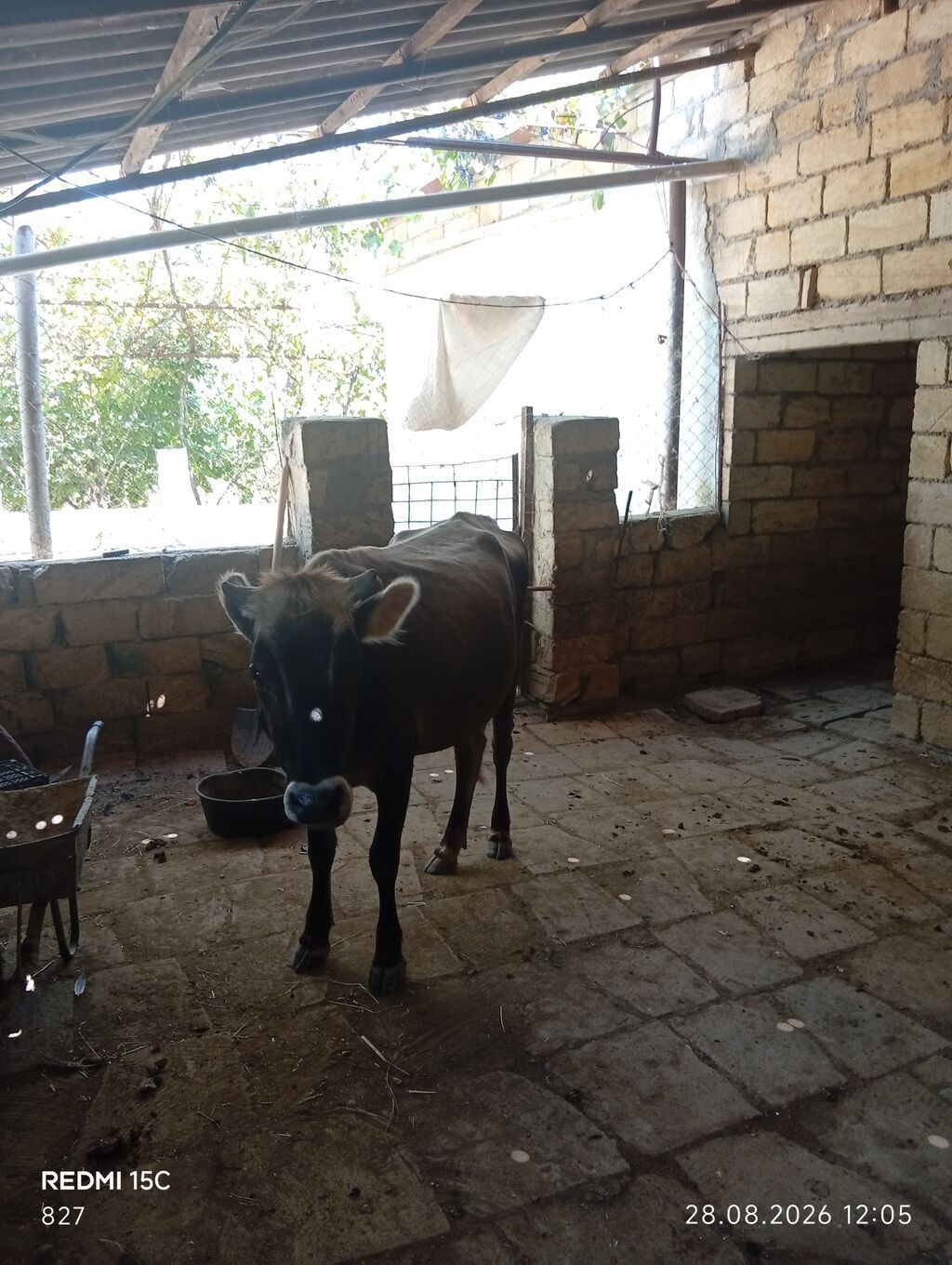 1ci balasıdi dişi bala 5litrdən çox süd verib indi balası böyüyüb deyə — Heyvanlar, Qobustan (3)