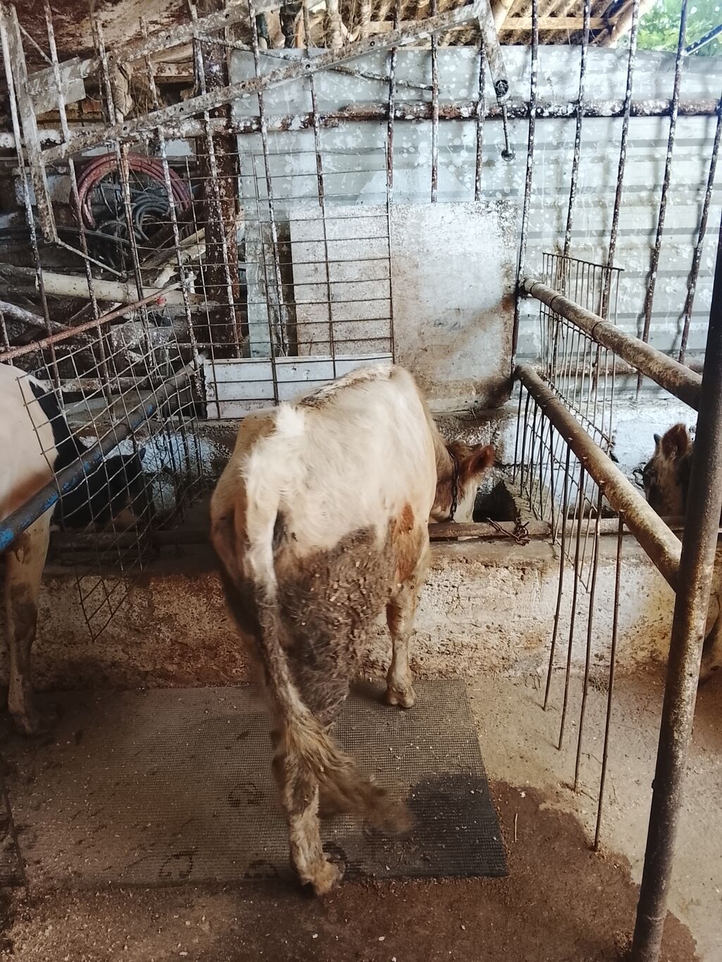 Satılır: 4bas erkek dana — Heyvanlar, Bakı (4)