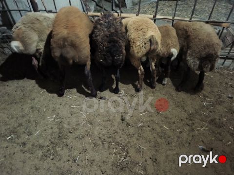 Qoyun və quzular — Sumqayıt