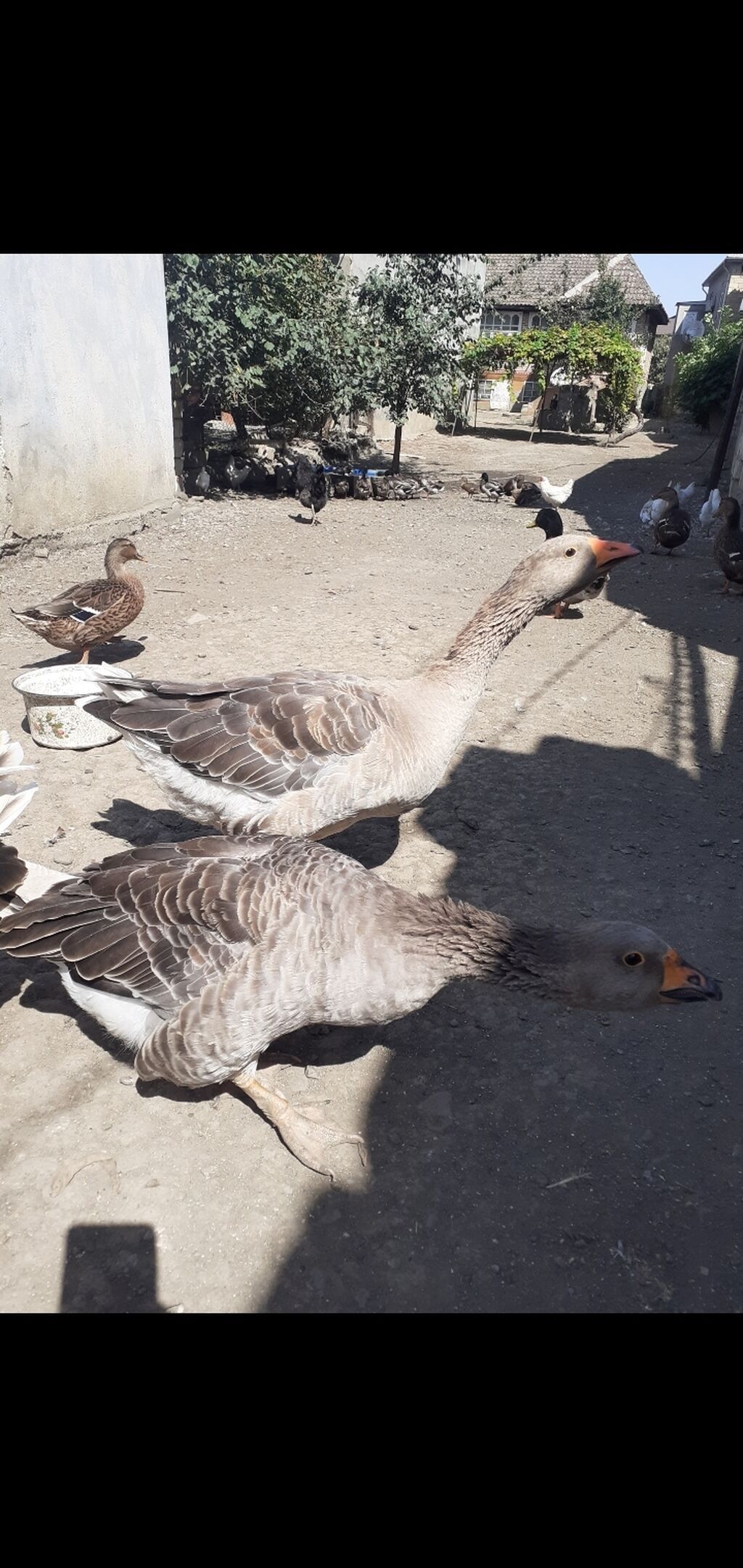 2 ədəd Tula döyüş qazları erkəy və dişi.2 ədəd ana qaz biri ala çox — Heyvanlar, Masallı (3)