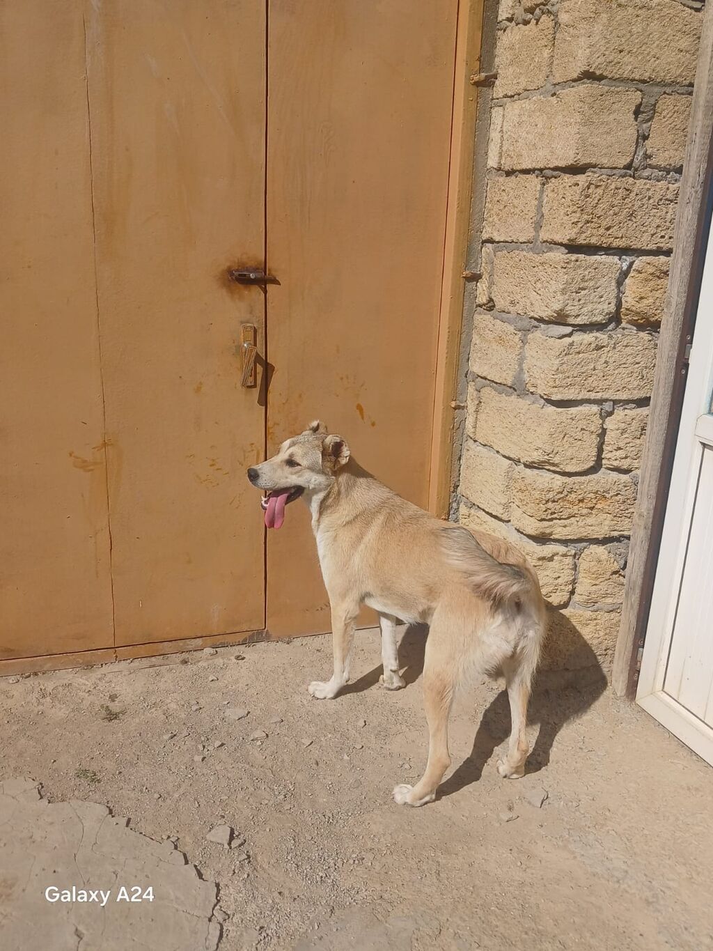 Peyvəndli — Heyvanlar, Xırdalan (8)