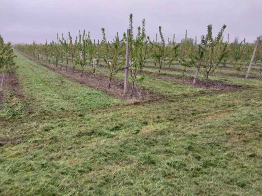 220 sot torpaq sahəsi, Ağyazı kəndi — Torpaq, Xaçmaz