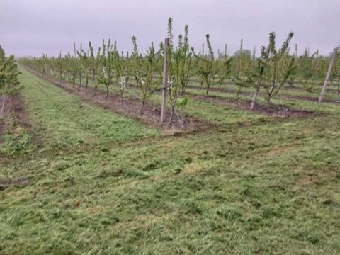 220 sot torpaq sahəsi, Ağyazı kəndi — Xaçmaz