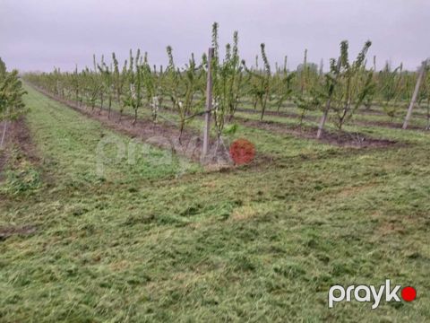 220 sot torpaq sahəsi, Ağyazı kəndi
