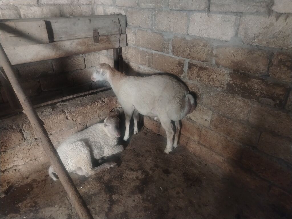 Beyləqandadır 2 baş erkək quzu satıram.qiyməti birlikdə 750 — Heyvanlar, Beyləqan (2)