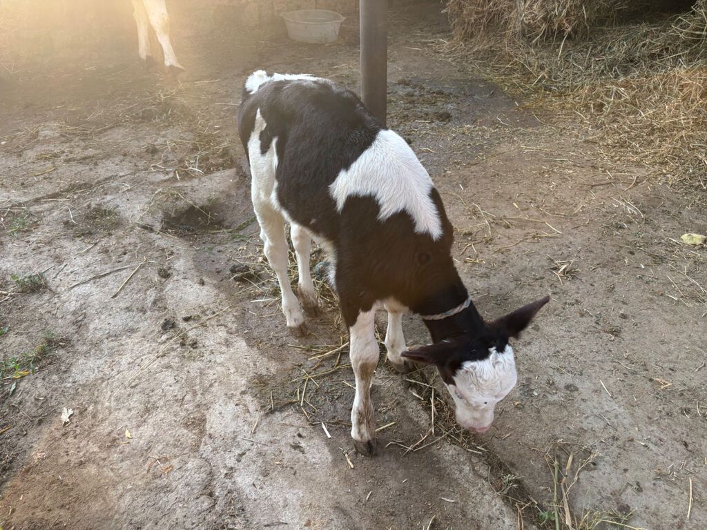İnək 15 litr süd verir. 2 ci qarinadi. Balasi disidi. Südüne — Heyvanlar, Bakı