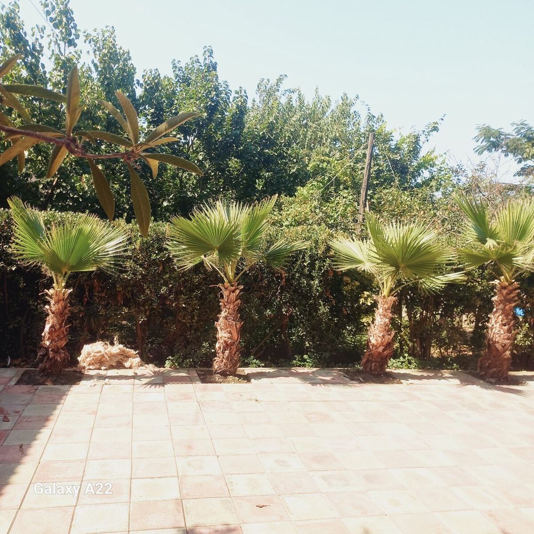 Palma ağacı — Bitkilər, Masallı (4)