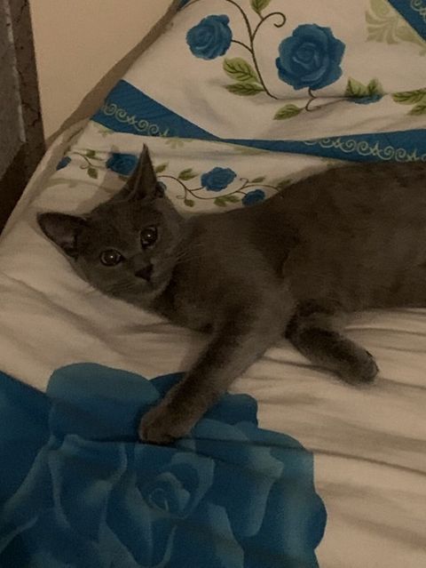 Rus mavisi — Masazır