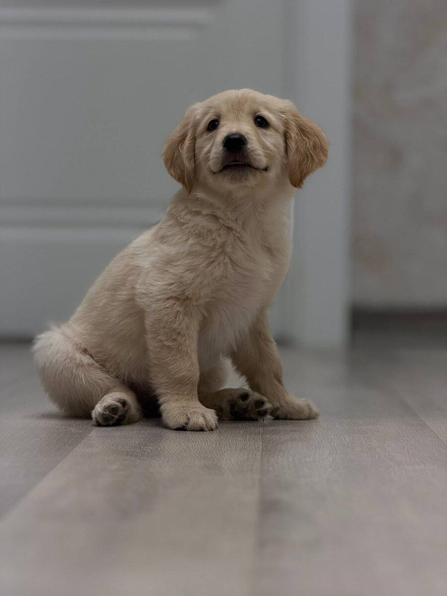 Golden Retriver — Heyvanlar, Bakı (8)