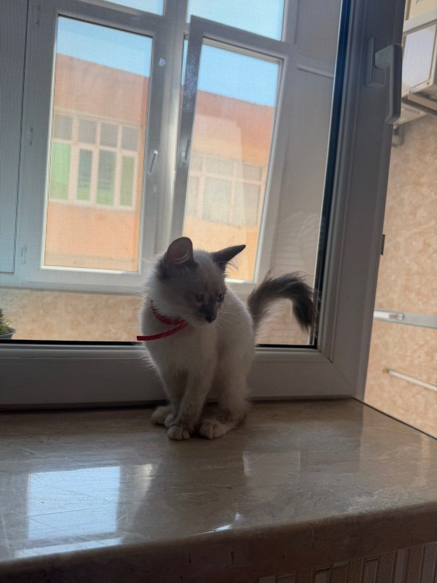 Pişik balası (etibarlı əllərə verilir) — Pişiklər, Bakı (4)
