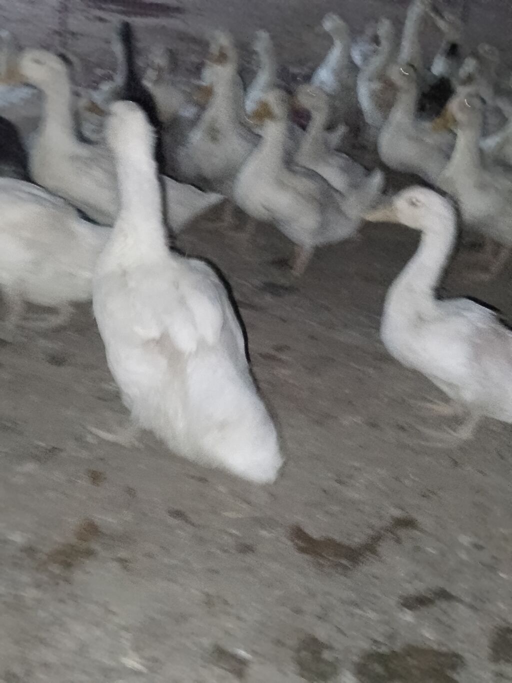 Ağ ördək sürüsü - Cins: ağ ev ördəyi (Pekin tipli) - Rəng: tam ağ — Heyvanlar, Şirvan (2)