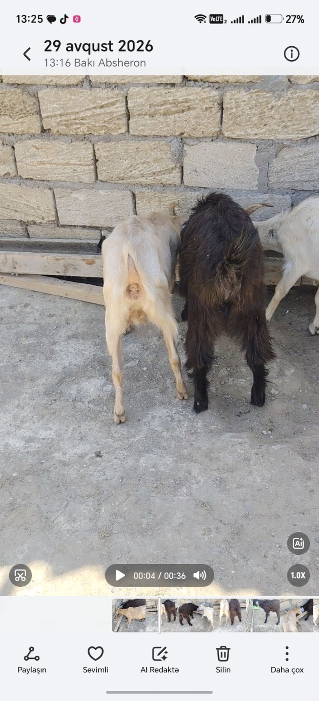 Erkək, il: 1, Damazlıq — Heyvanlar, Xırdalan (3)