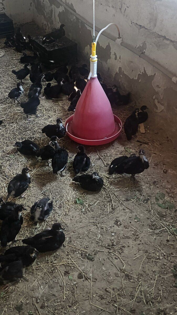 Avstralorp cücələri — Quşlar, Bakı (4)