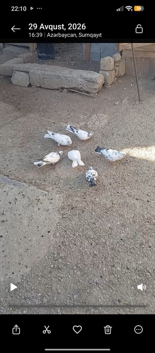 Göyərçinlər — Quşlar, Sumqayıt (2)